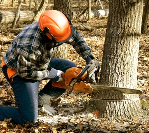 Tree Removal in Burt Lake, MI